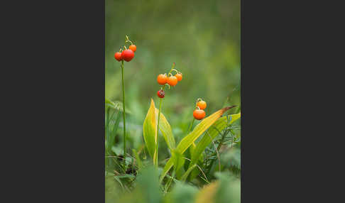 Maiglöckchen (Convallaria majalis)