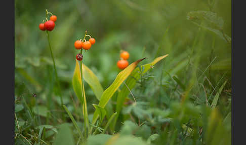 Maiglöckchen (Convallaria majalis)