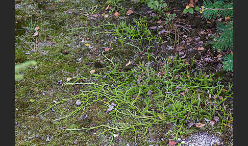 Keulen-Bärlapp (Lycopodium clavatum)