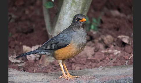 Gmelindrossel (Turdus abyssinicus)