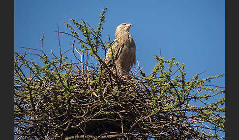 Savannenadler (Aquila rapax)