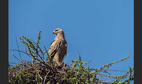 Savannenadler (Aquila rapax)