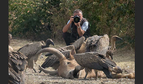 Weißrückengeier (Gyps africanus)