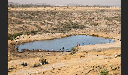 Marabu (Leptoptilos crumiferus)