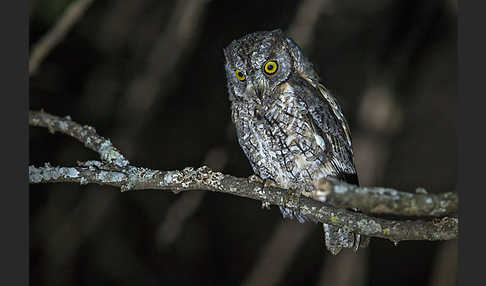 Afrikanische Zwergohreule (Otus senegalensis)