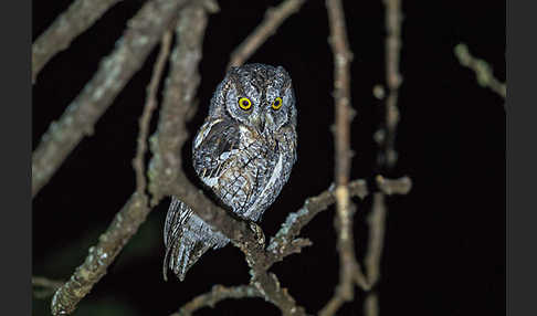 Afrikanische Zwergohreule (Otus senegalensis)