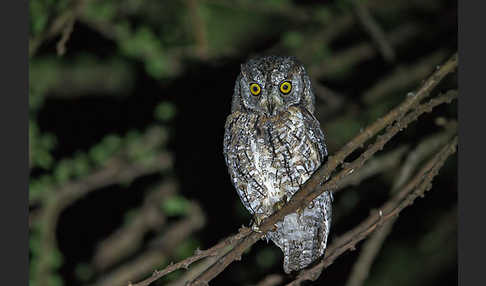 Afrikanische Zwergohreule (Otus senegalensis)