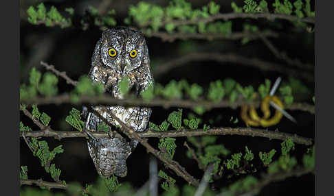 Afrikanische Zwergohreule (Otus senegalensis)