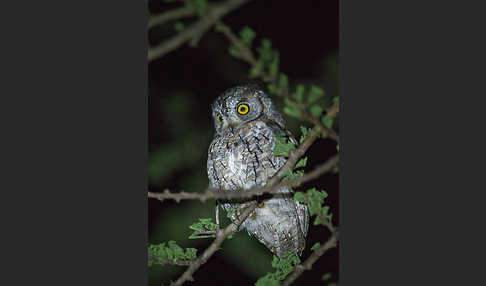 Afrikanische Zwergohreule (Otus senegalensis)