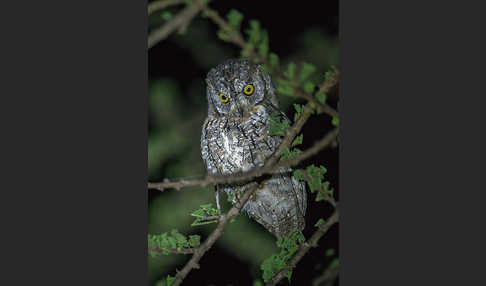 Afrikanische Zwergohreule (Otus senegalensis)