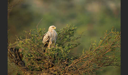 Savannenadler (Aquila rapax)