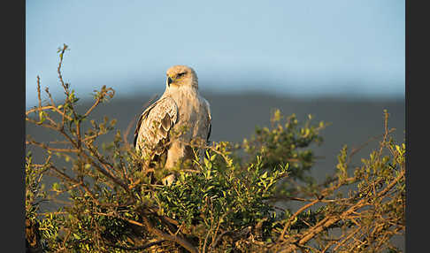 Savannenadler (Aquila rapax)