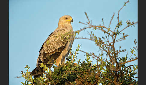 Savannenadler (Aquila rapax)