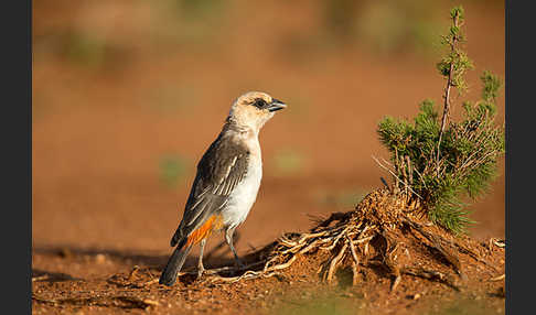 Starweber (Dinemellia dinemelli)