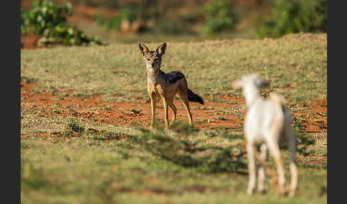 Schabrackenschakal (Canis mesomelas)