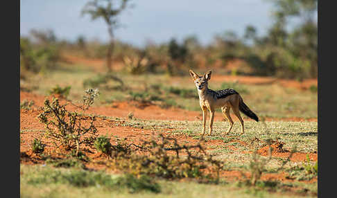 Schabrackenschakal (Canis mesomelas)