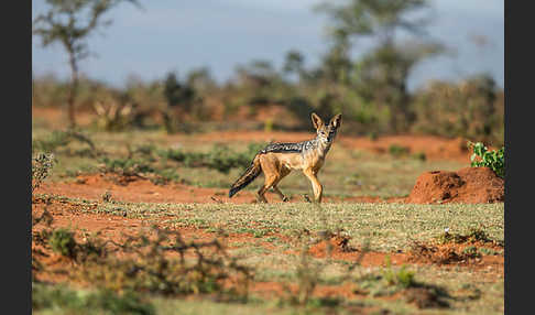 Schabrackenschakal (Canis mesomelas)