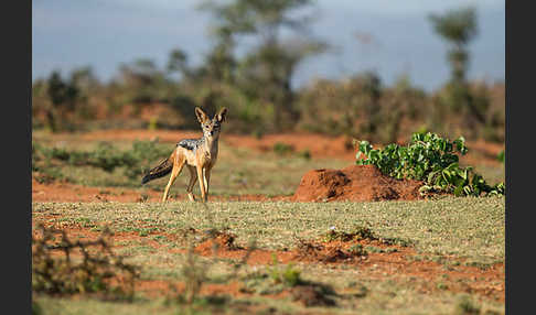 Schabrackenschakal (Canis mesomelas)