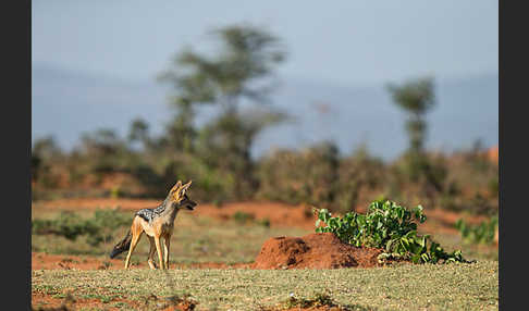 Schabrackenschakal (Canis mesomelas)