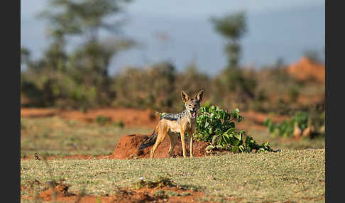 Schabrackenschakal (Canis mesomelas)