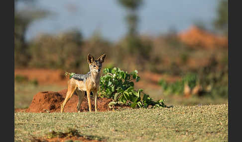 Schabrackenschakal (Canis mesomelas)