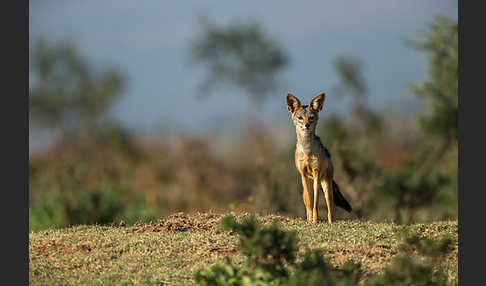 Schabrackenschakal (Canis mesomelas)