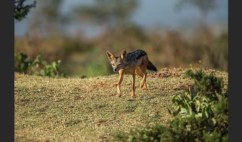 Schabrackenschakal (Canis mesomelas)