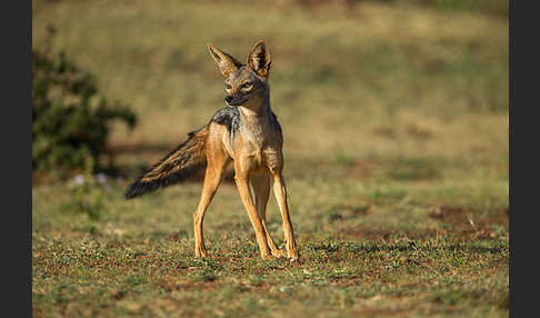 Schabrackenschakal (Canis mesomelas)