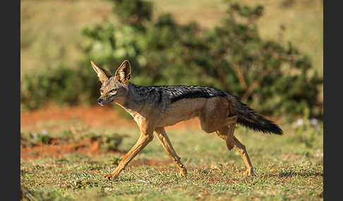 Schabrackenschakal (Canis mesomelas)