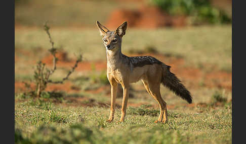 Schabrackenschakal (Canis mesomelas)