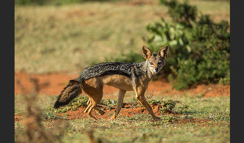 Schabrackenschakal (Canis mesomelas)