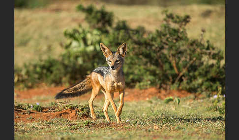 Schabrackenschakal (Canis mesomelas)