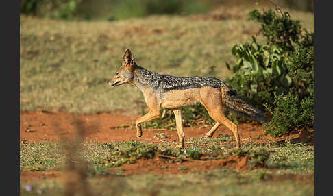 Schabrackenschakal (Canis mesomelas)