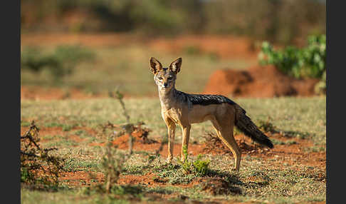 Schabrackenschakal (Canis mesomelas)