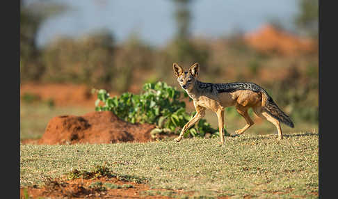 Schabrackenschakal (Canis mesomelas)