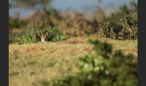 Schabrackenschakal (Canis mesomelas)