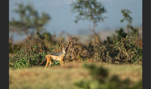 Schabrackenschakal (Canis mesomelas)