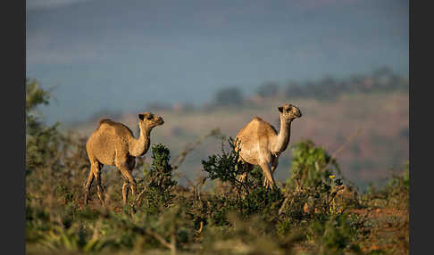 Dromedar (Camelus dromedarius)