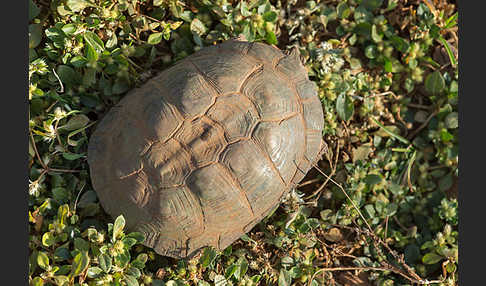 Starrbrust-Pelomeduse (Pelomedusa subrufa)