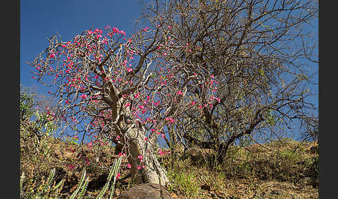 Wüstenrose (Adenium obesum)