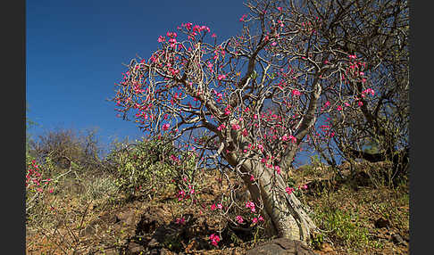 Wüstenrose (Adenium obesum)