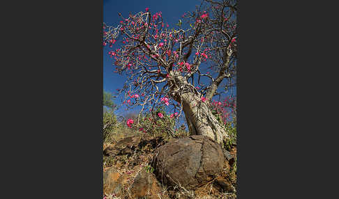 Wüstenrose (Adenium obesum)