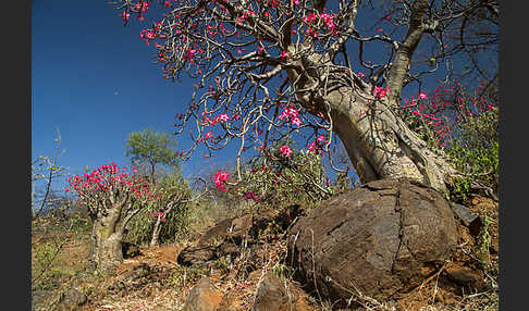 Wüstenrose (Adenium obesum)