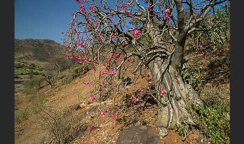 Wüstenrose (Adenium obesum)