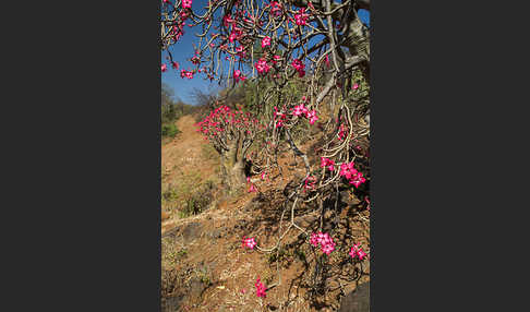 Wüstenrose (Adenium obesum)