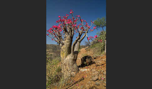 Wüstenrose (Adenium obesum)