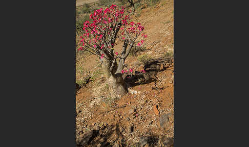 Wüstenrose (Adenium obesum)