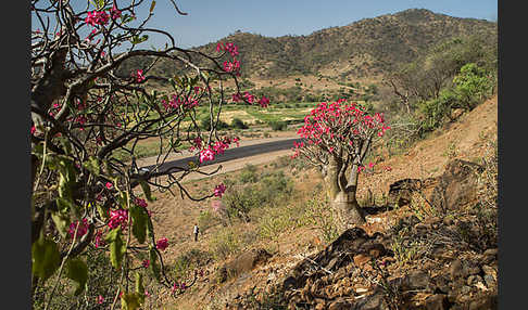 Wüstenrose (Adenium obesum)