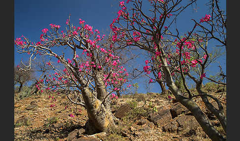 Wüstenrose (Adenium obesum)