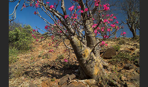 Wüstenrose (Adenium obesum)